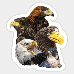 Birds of prey Sticker